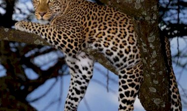 ಹುಬ್ಬಳ್ಳಿ: ನೃಪತುಂಗ ಬೆಟ್ಟಕ್ಕೆ ವಲಯ ಅರಣ್ಯಾಧಿಕಾರಿ ಭೇಟಿ: ಪರಿಶೀಲನೆ ನಂತರವೇ ಖಚಿತ ಮಾಹಿತಿ...!