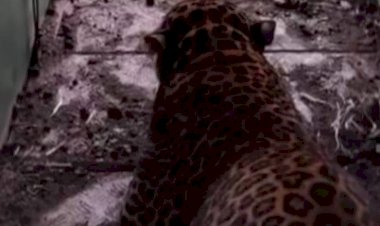 ಧಾರವಾಡ : ಕೊನೆಗೂ ಬೋನಿಗೆ ಬಿದ್ದ ಚಿರತೆ