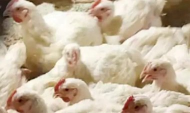 ಬೆಂಗಳೂರಿನಲ್ಲಿ ಹಕ್ಕಿ ಜ್ವರ ದೃಢ : ಆರೋಗ್ಯ ಇಲಾಖೆಯಿಂದ ಮಹತ್ವದ ಎಚ್ಚರಿಕೆ