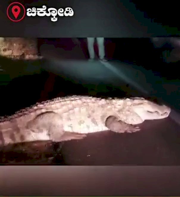 ಚಿಕ್ಕೋಡಿ: ರಸ್ತೆಯ ಮೇಲೆ ಪ್ರತ್ಯಕ್ಷವಾದ ಮೊಸಳೆ
