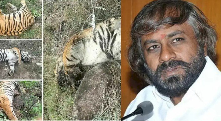 5 ಹುಲಿಗಳ ಸಾವು ಪ್ರಕರಣ - ಡಿಸಿಎಫ್ ಚಕ್ರಪಾಣಿ ಸೇರಿ 3 ಅಧಿಕಾರಿಗಳ ಅಮಾನತಿಗೆ ಈಶ್ವರ್ ಖಂಡ್ರೆ ಶಿಫಾರಸು